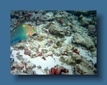Helengeli 284